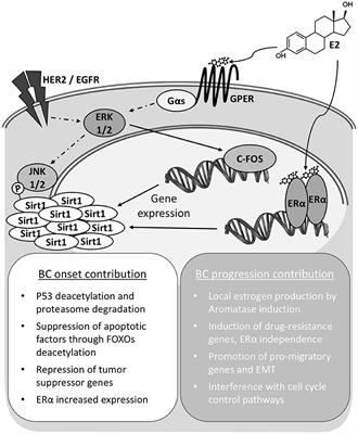 SIRT1 and Estrogen Signaling Cooperation for Breast Cancer Onset and Progression
